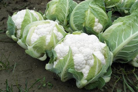 Snowball Cauliflower Seeds Usa White Garden Vegetable Broccoli Green