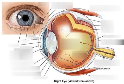 eye anatomy - labeled Diagram | Quizlet