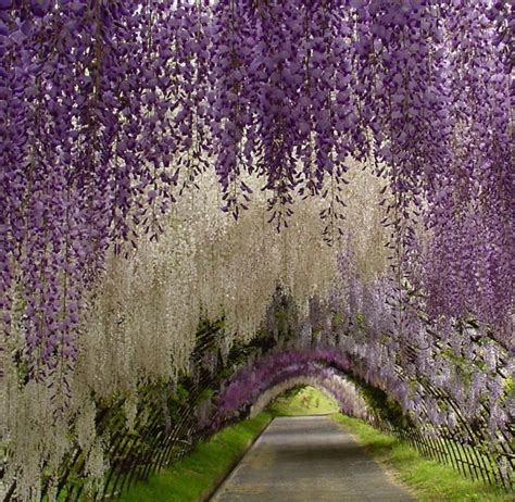 Moon To Moon Wisteria Arch At Kawachi Fuji Garden