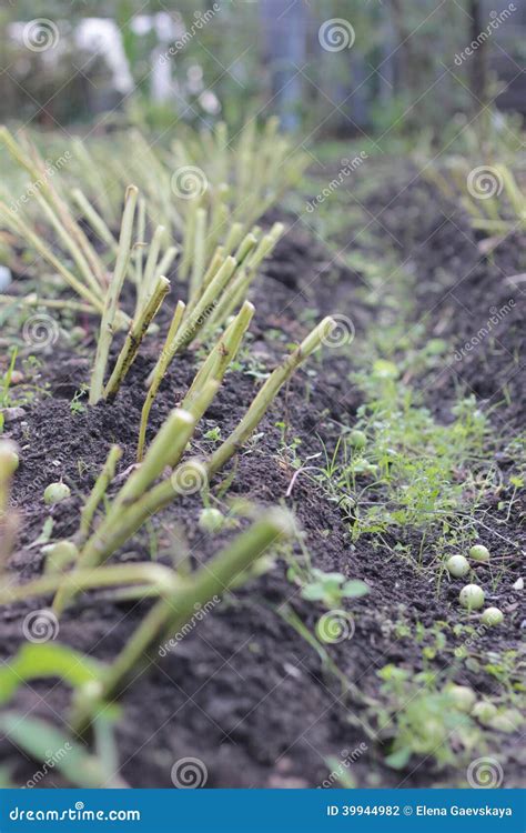 The potato harvesting stock photo. Image of potato, potatoes - 39944982