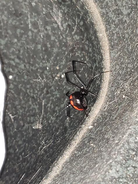 Unidentified Spider In Texarkana Arkansas United States