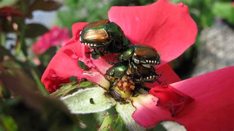 Japanese Beetles Emerging Ecoipm