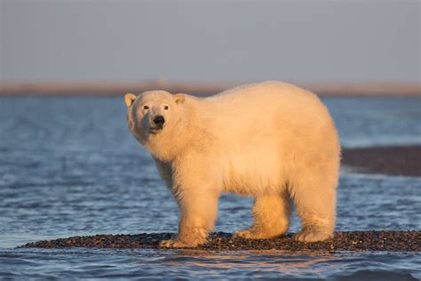 Gli Orsi Polari Senza Le Nevi Polari No Allitalia Petrolizzata