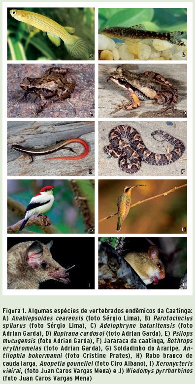 Os Animais Vertebrados Do Bioma Caatinga