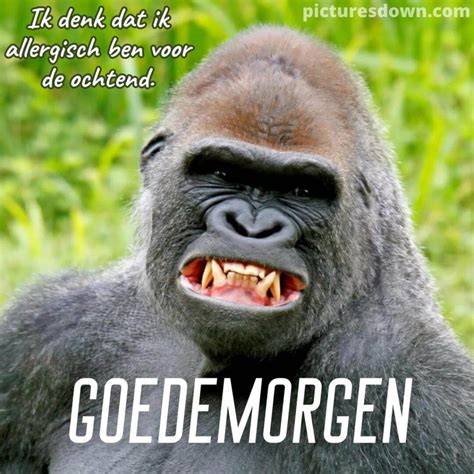 Grappige Goedemorgen Plaatje Gorilla