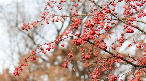 21 Beautiful Flowering Crabapple Trees for Your Garden