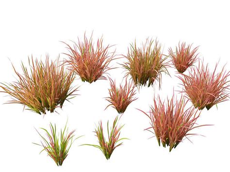 Imperata Cylindrica Red Baron Japanese Blood Grass 3D Model CGTrader