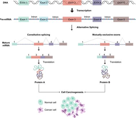 Frontiers Immunological Characteristics Of Alternative Splicing