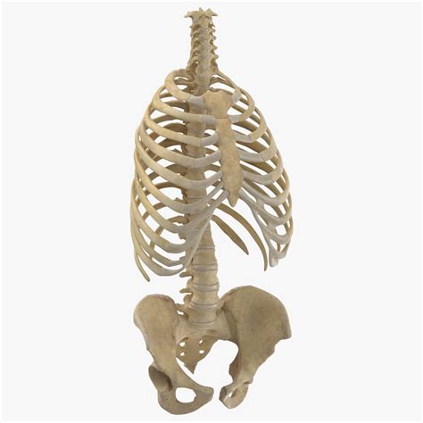 3d Real Human Rib Cage Model Turbosquid 1641247