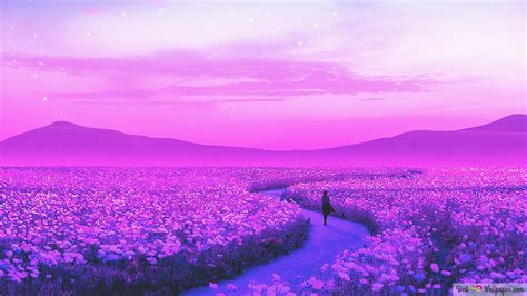 Flower Field Lavender 4K wallpaper download