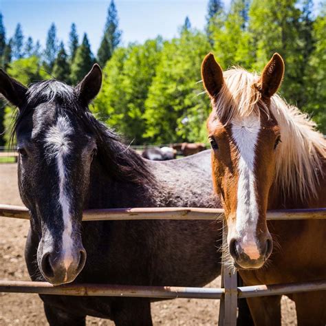 Horseback Riding At Our CA Dude Ranch | Lessons, Trails, & More