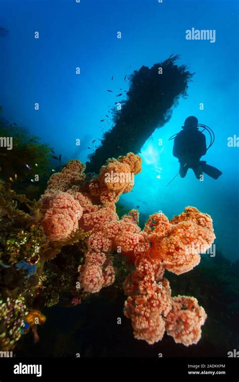 La Biodiversidad Marina Tropical En El Tri Ngulo De Coral De Indonesia