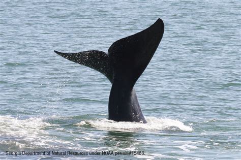 Are right whales ‘whispering’ to avoid predators? - Whale & Dolphin ...