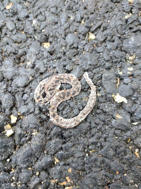 Cat Eyed Snakes From Provincia De Guanacaste Costa Rica On January