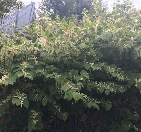 Japanese Knotweed Control in Fulham 1 - Japanese Knotweed Expert - Japanese Knotweed Removal and ...