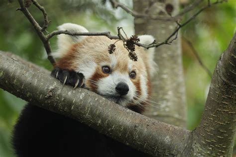 Edinburgh Zoo welcomes new female red panda