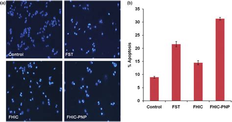 A And B Induction Of Apoptosis In Mcf Human Breast Cancer Cells