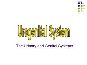 Ppt Urogenital System Powerpoint Presentation Free To View Id