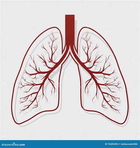 Illustration Humaine D Anatomie De Poumon Illustration De Vecteur