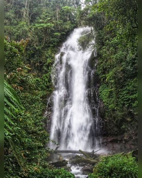 Waterfalls Forest