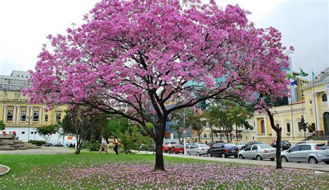 Blog do AXEL GRAEL ARBORIZAÇÃO URBANA georreferenciamento mostra que