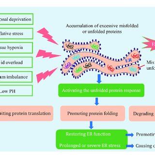 ER Stress And The Unfolded Protein Response Materials Provided By