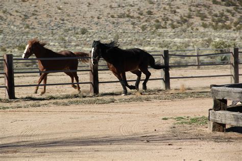 Img2726 Last Chance Ranch Sanctuary Flickr