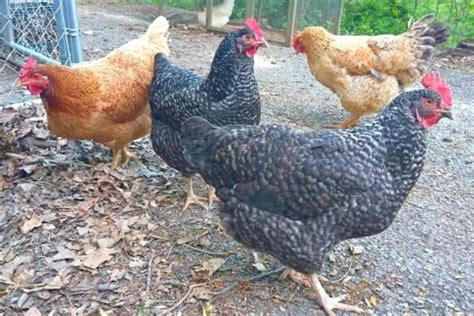 What Are Sex Link Chickens A Comprehensive Guide