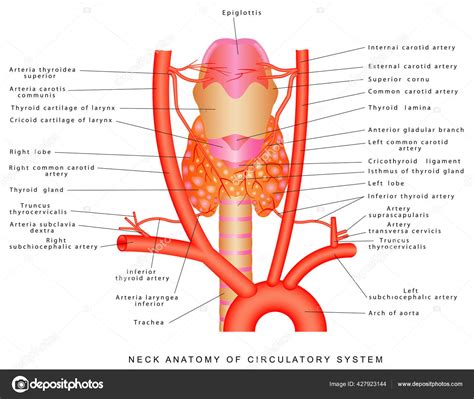 Arteries Neck Neck Anatomy Circulatory System Anterior View Neck Region ...