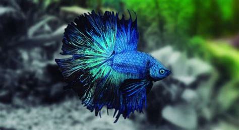 Betta Splendens Azul Macho Wikiacuario