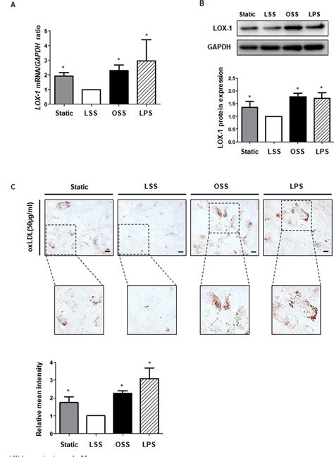 Figure 1 From Fluid Shear Stress Regulates The Expression Of Lectin