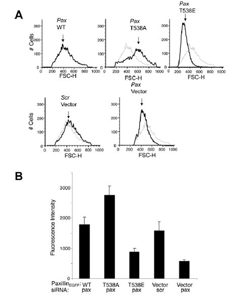 Involvement Of Paxillin Phosphorylation At T538 In Regulation Of