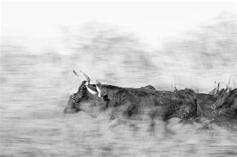 Bull Art Print | Get the Horns – Ejaz Khan Fine Art Photography