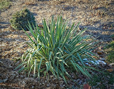 Yucca Filamentosa Bright Edge W Adam S Needle T Flickr