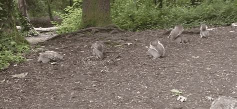 Squirrel Running GIF - Squirrel Running Forest - Discover & Share GIFs