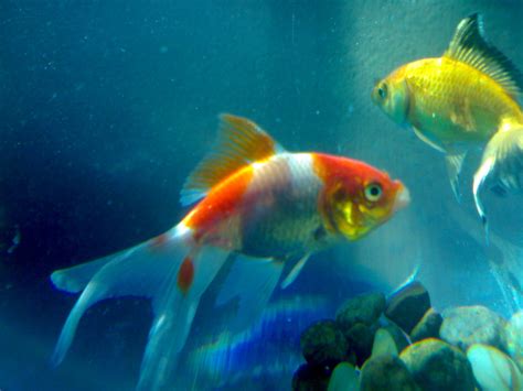 Fish in Water Wallpaper - WallpaperSafari