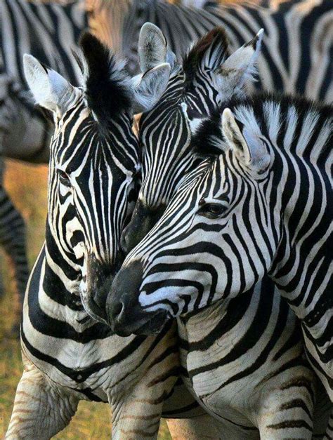 Zebra Magic