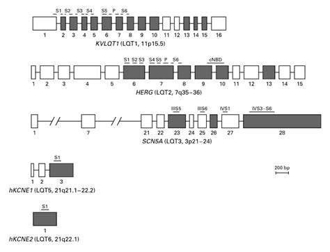 Molecular Diagnosis Of The Inherited Long Qt Syndrome In A Woman Who