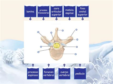 Vertebras Toracicas By Isai Solis Labelled Diagram