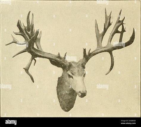 Largeantlers hi-res stock photography and images - Alamy