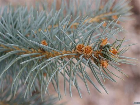 Blue Spruce The Morton Arboretum