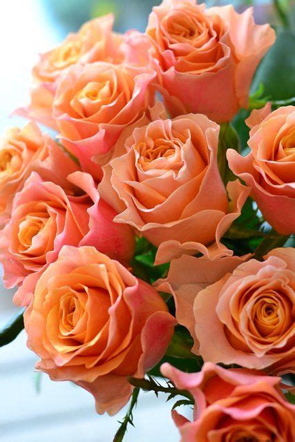 Natalca Beautiful Rose Flowers Beautiful Flowers Beautiful Flowers