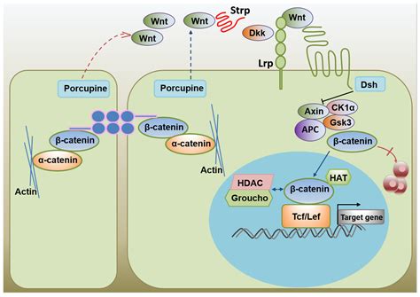 Life Free Full Text Regulation Of Embryonic Stem Cell Self Renewal