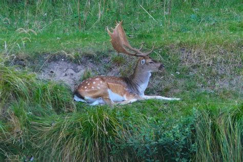 Fallow Deer By Annemaria48 On Deviantart