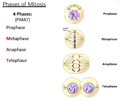 Pmat Mitosis Stages Animaisdebem