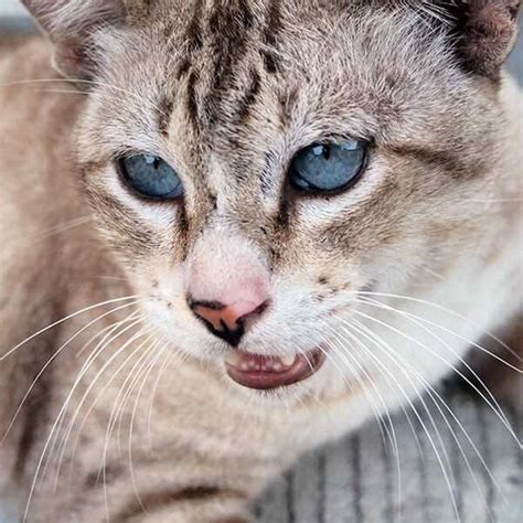 Warum Miaut Eine Katze Und Was Bedeutet Das Haustiereleben