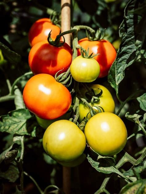 Grow These Tomato Companion Plants Agriculture Review