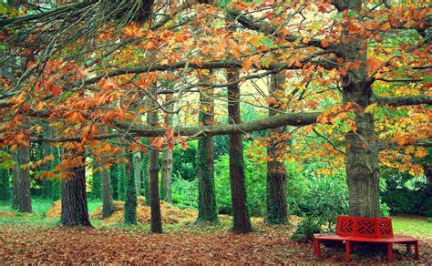 Tapety zdjęcia Park Jesień Drzewa Liście Ławka