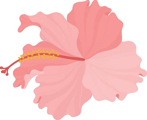 Pink Hibiscus Flower Hand Drawn Illustration 10172763 Png