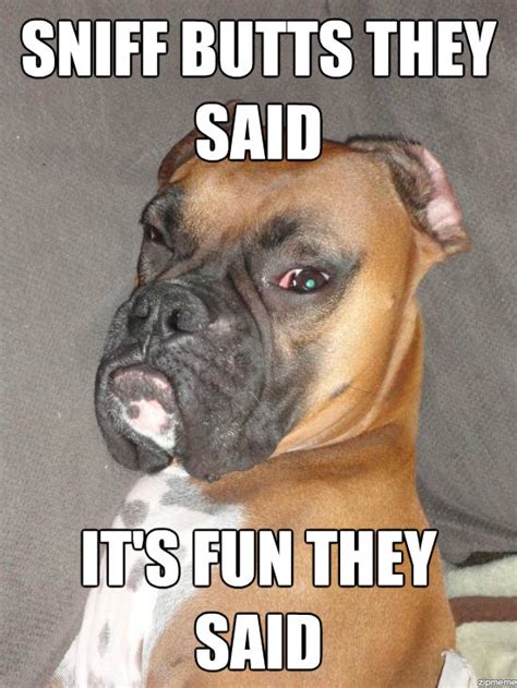 16 Cool Boxer Dog Memes The Dogman